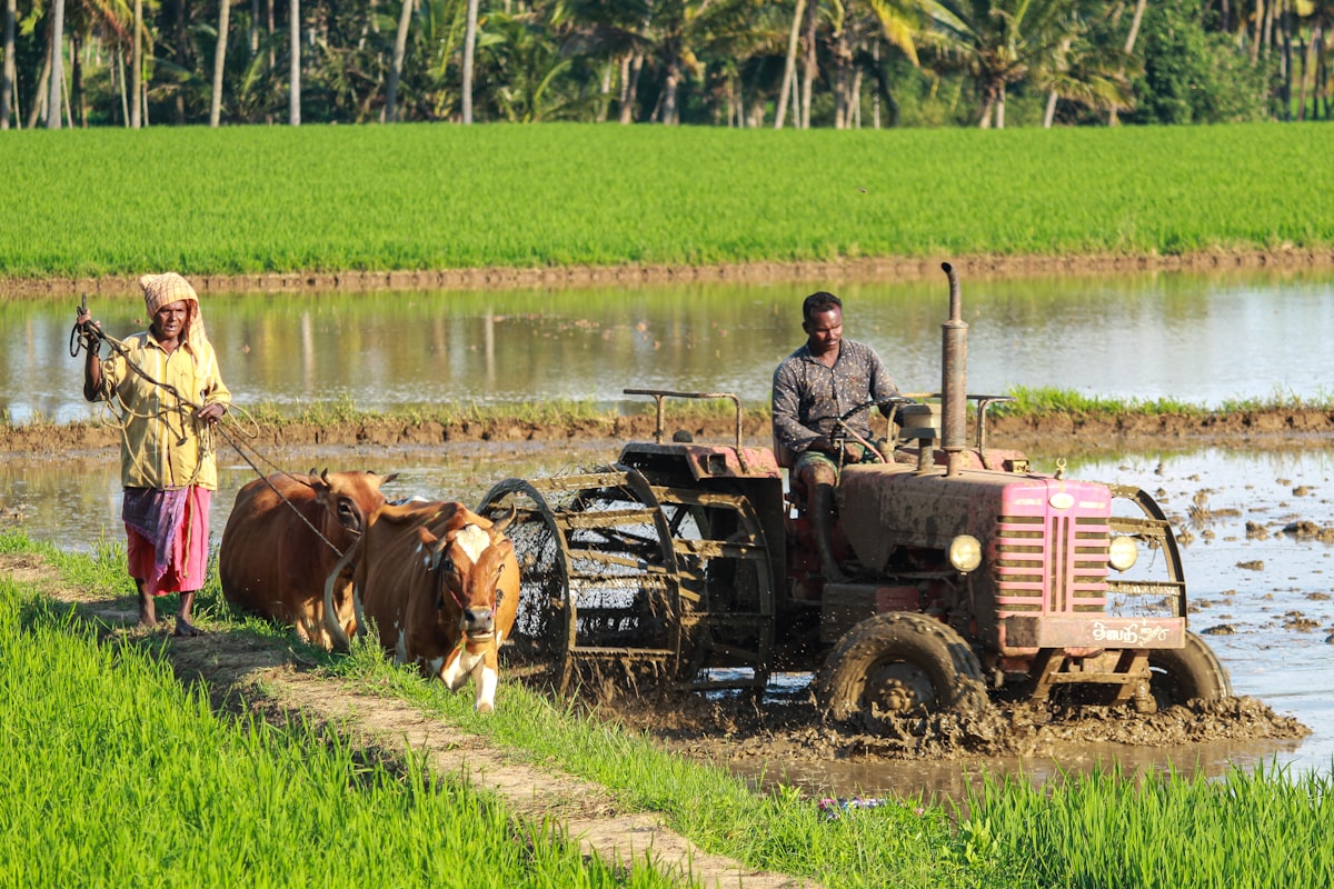 Modern agricultural greenhouse operation